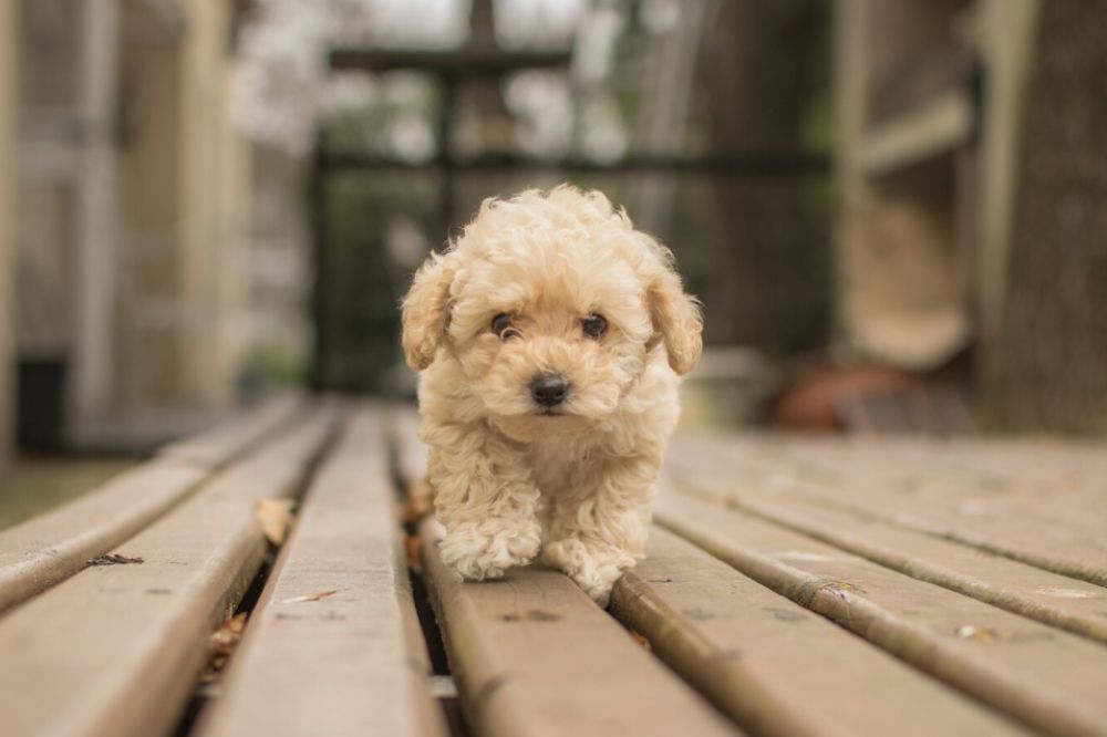 Crianza y socializacion del cachorro Goldendoodle