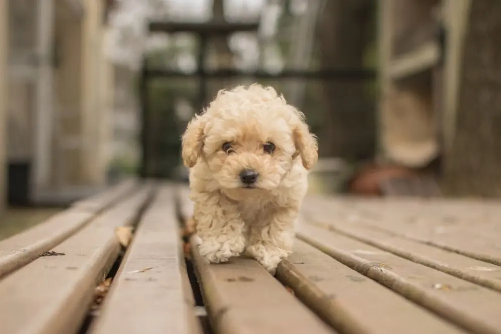 Crianza y socializacion del cachorro Goldendoodle