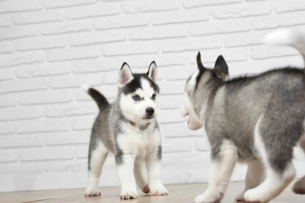 Crianza y socializacion del cachorro Husky