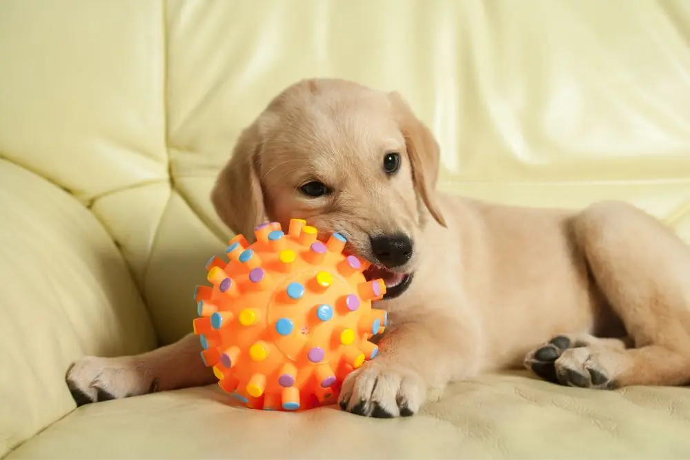 Crianza y socializacion del cachorro de Labrador Retriever