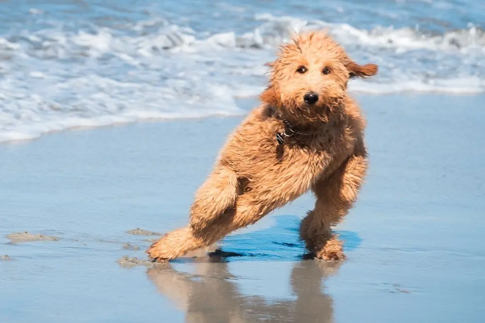 Cuidado con las porciones y la frecuencia Cuanto debe comer el Goldendoodle