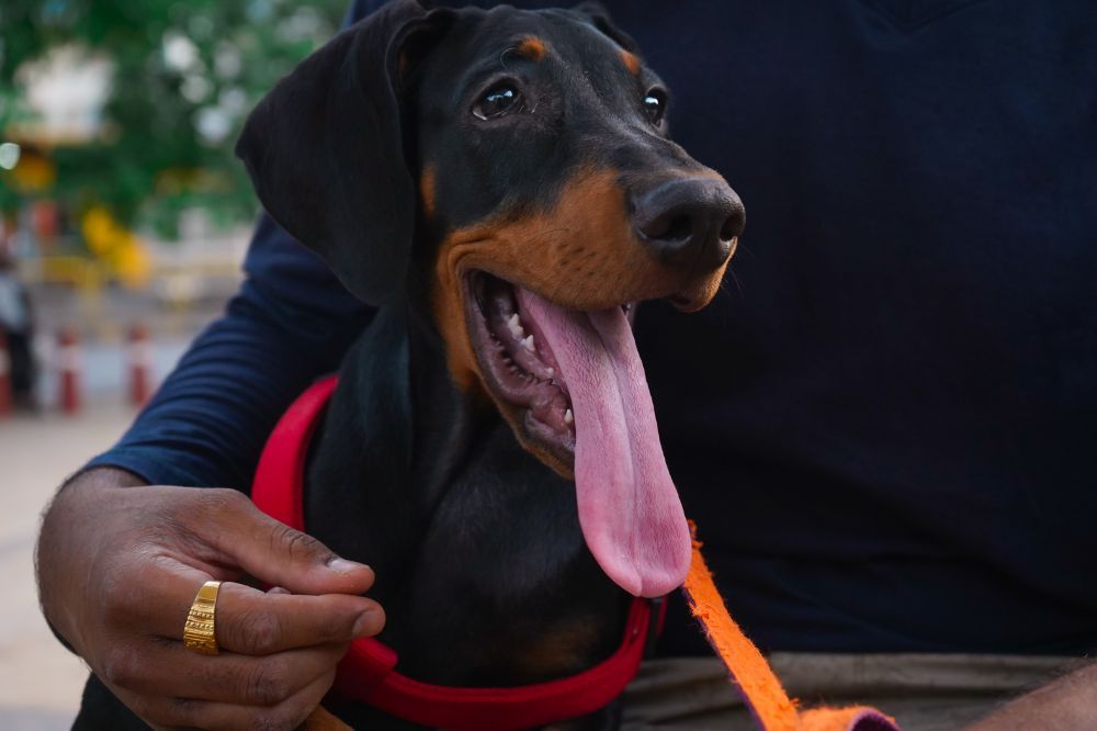 Cuidados esenciales Doberman