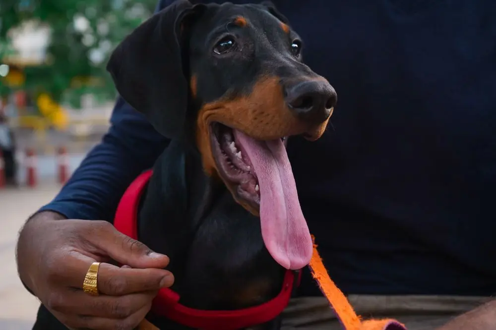 Cuidados esenciales Doberman