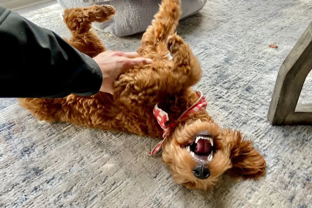 Cuidados esenciales para el Goldendoodle