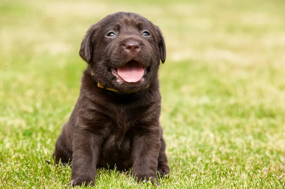 Cuidados esenciales para el cachorro de Labrador Retriever