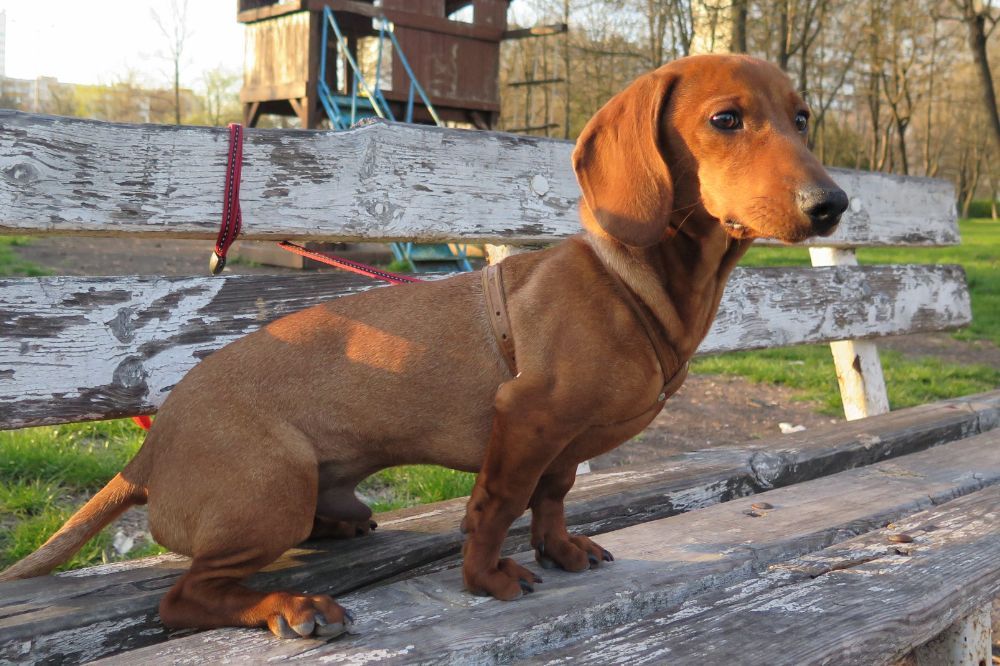 Cuidados esenciales para el teckel rojo