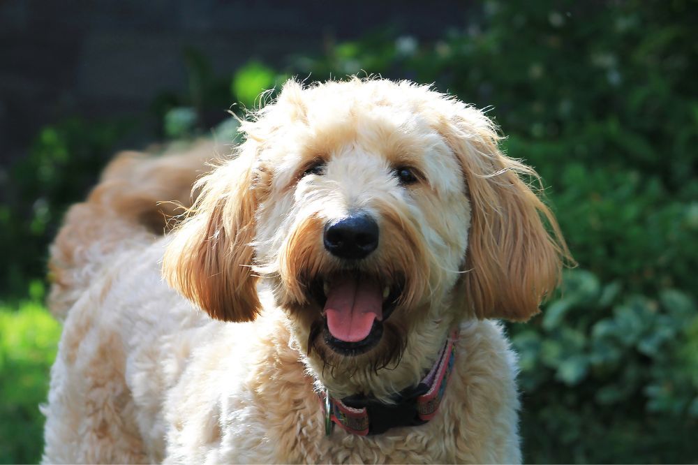 Curiosidades y datos interesantes de los Goldendoodle