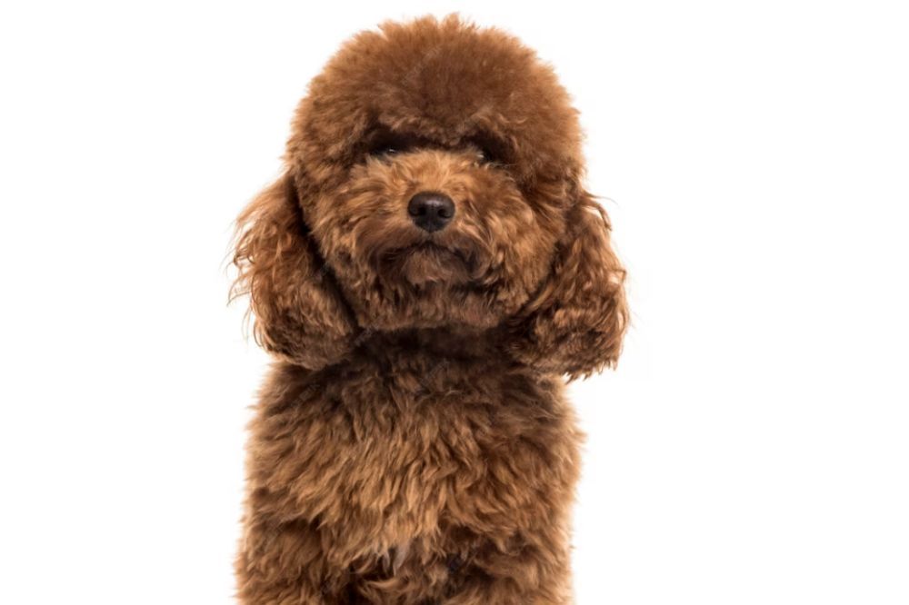 Descripcion general cachorro Goldendoodle