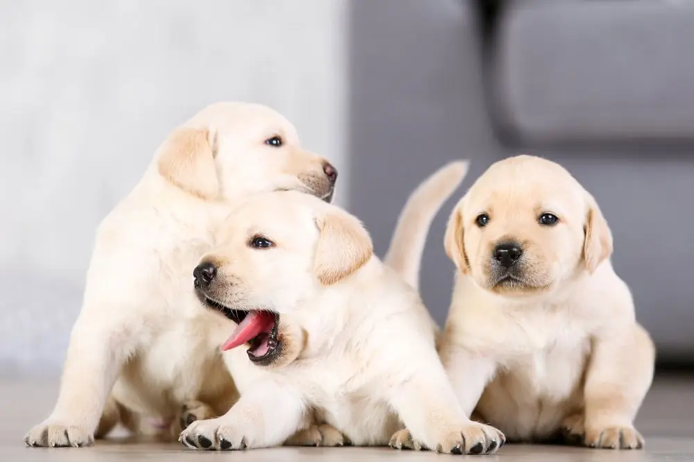 Descripcion general cachorro Labrador Retriever