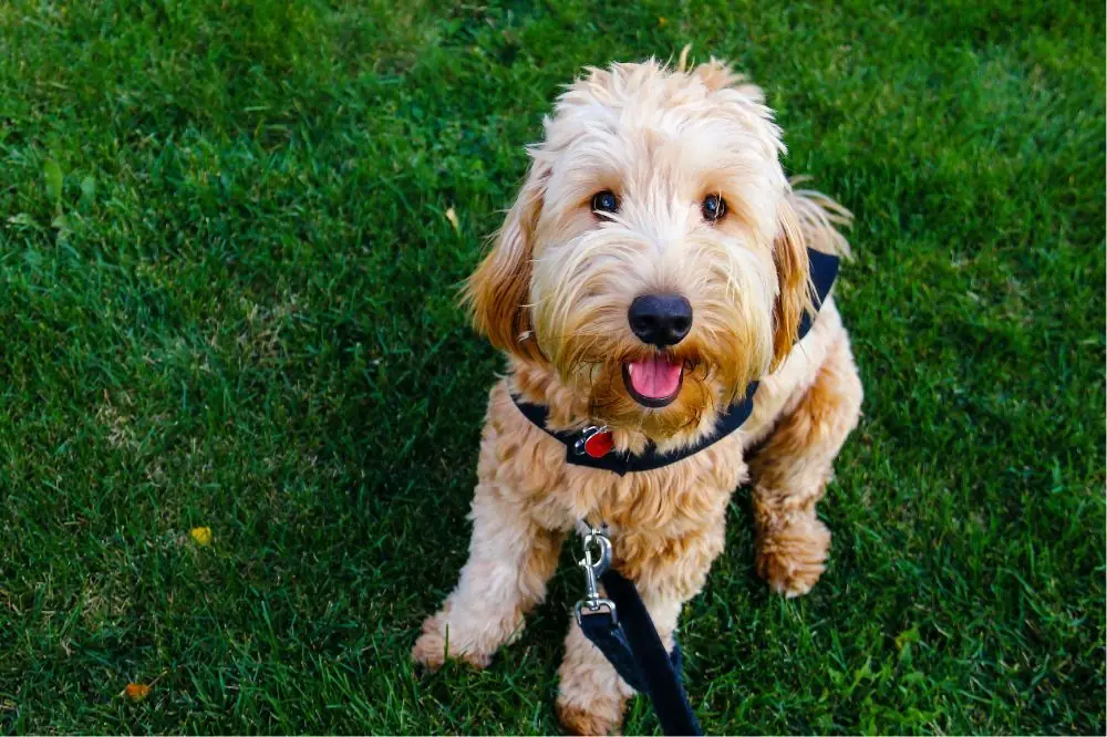 Descripcion general del Goldendoodle tamano pelaje y apariencia