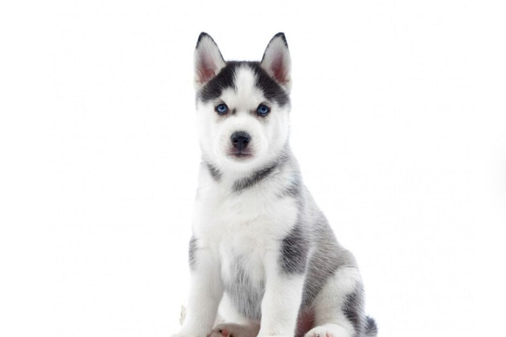 Descripcion general del cachorro Husky