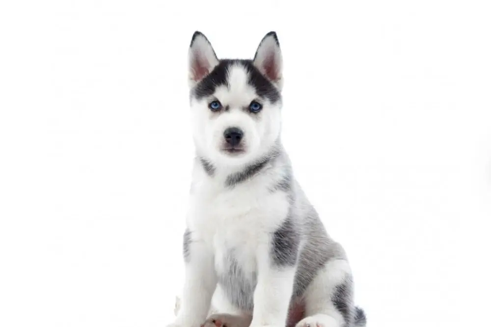 Descripcion general del cachorro Husky