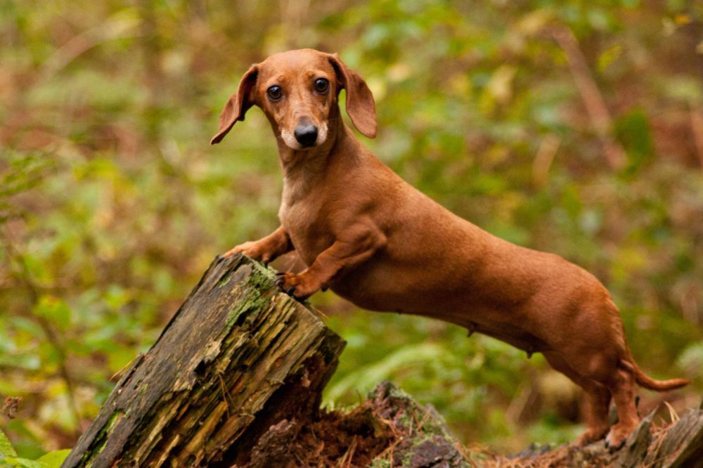 Descripcion general del teckel rojo aspecto y tamano