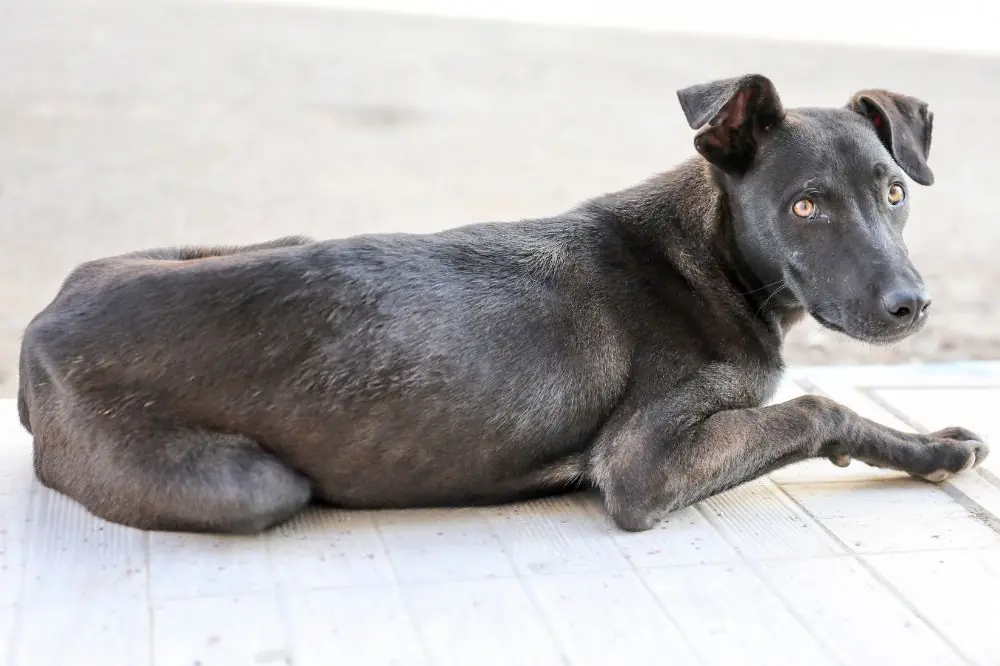 Dietas para perros que necesitan ganar peso de forma saludable 