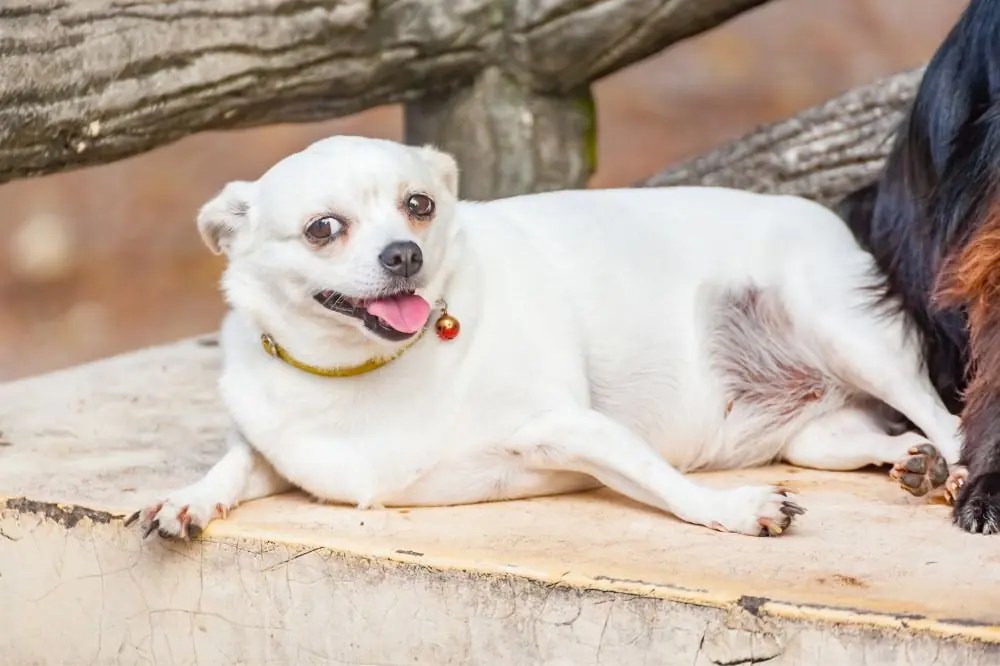Dietas para perros que necesitan perder peso 