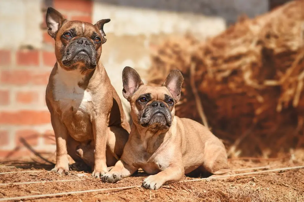 Diferencias entre el Bulldog Frances Fawn con otros frenchies
