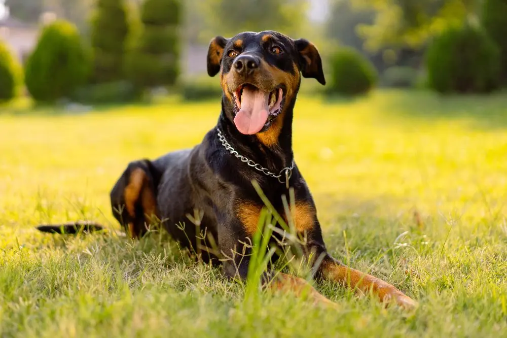 Dobermann: Origine, caratteristiche e cura