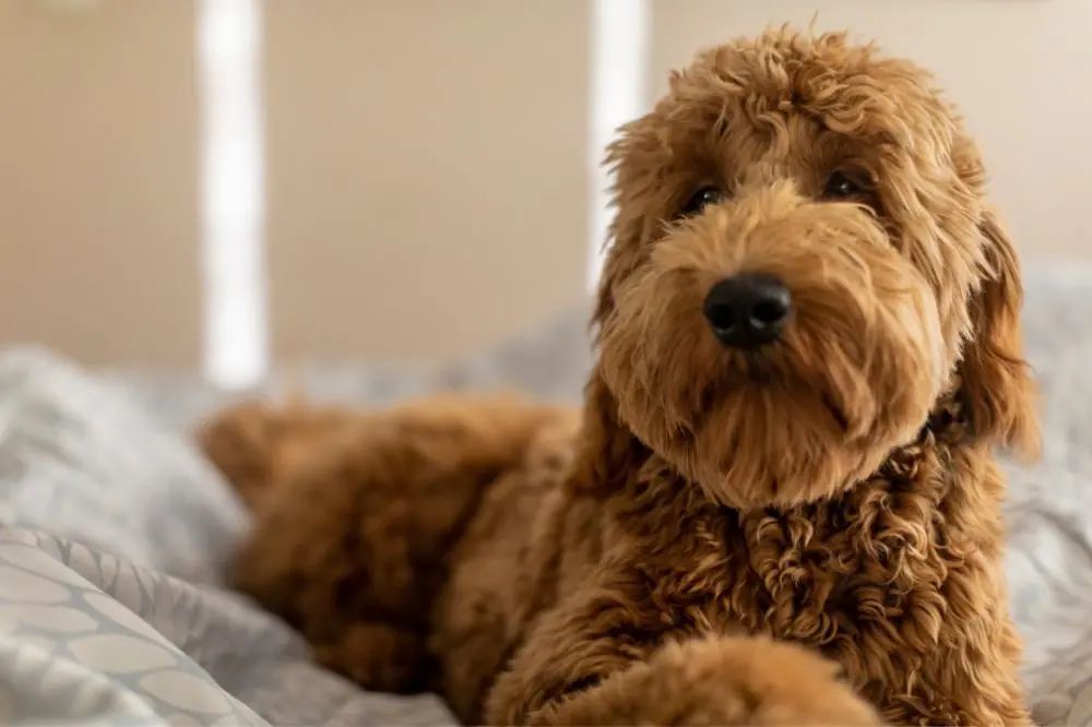 Goldendoodle: origine, caractéristiques et soins