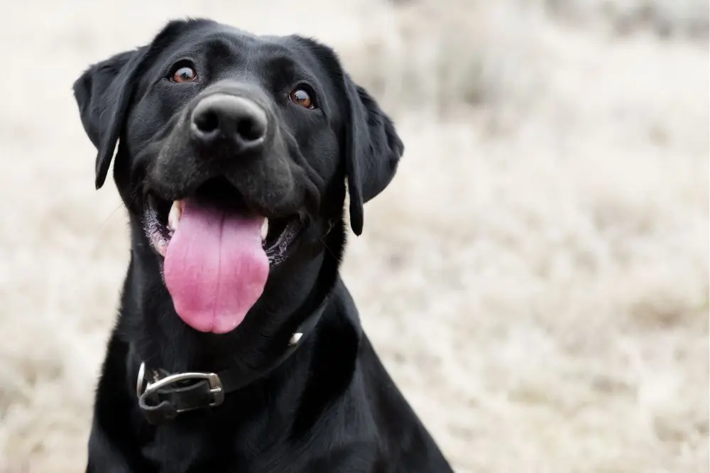 Guía completa sobre dietas equilibradas para perros 