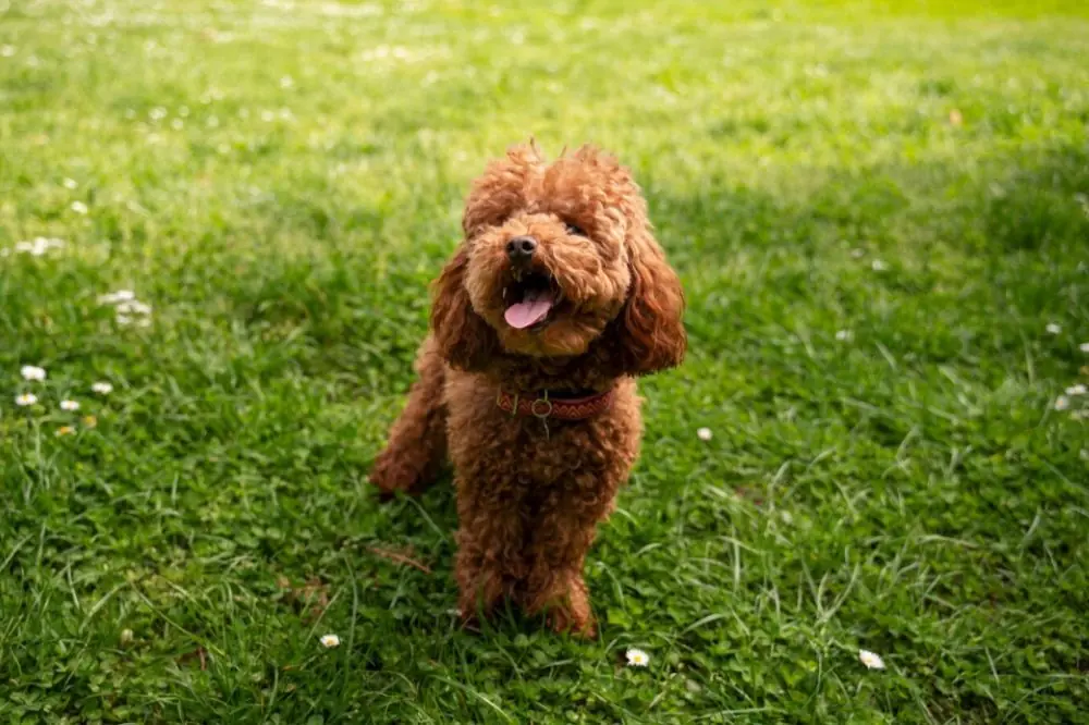 Guía sobre el cachorro de Goldendoodle: socialización, cuidados y alimentación