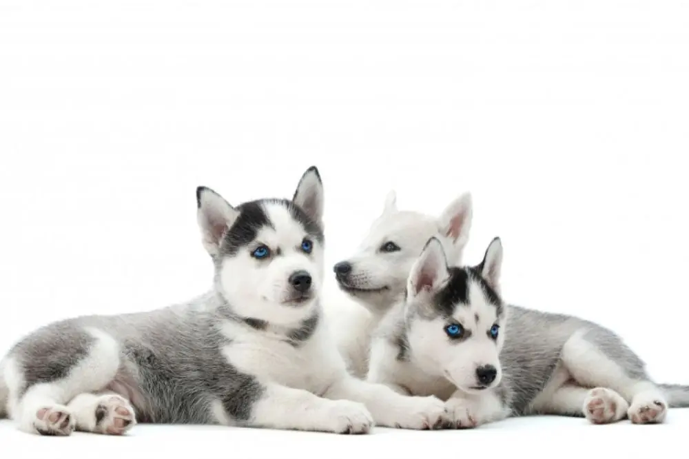 Guía sobre el cachorro de Husky: socialización, cuidados y alimentación