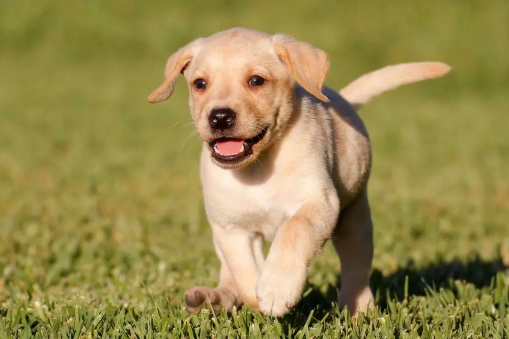 Guía sobre el cachorro de Labrador Retriever: socialización, cuidados y alimentación