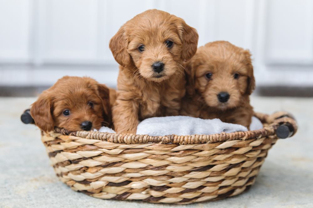 Importancia de adoptar a un cachorro Goldendoodle