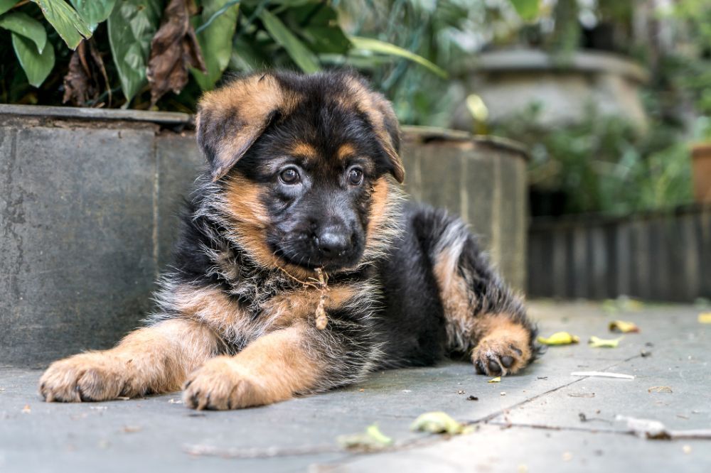 Importancia de adoptar cachorros de Pastor Aleman