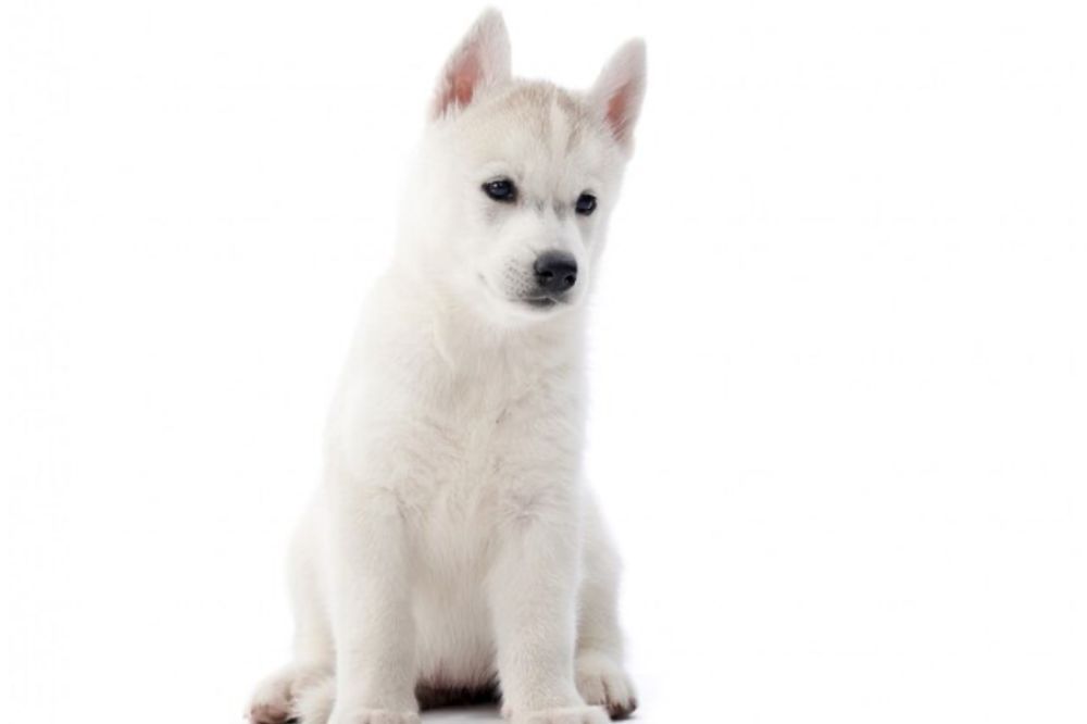 Importancia de adoptar cachorros husky