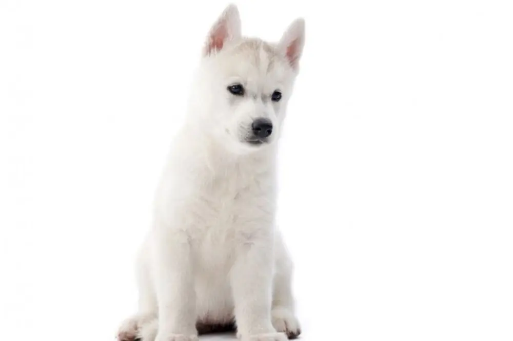 Importancia de adoptar cachorros husky