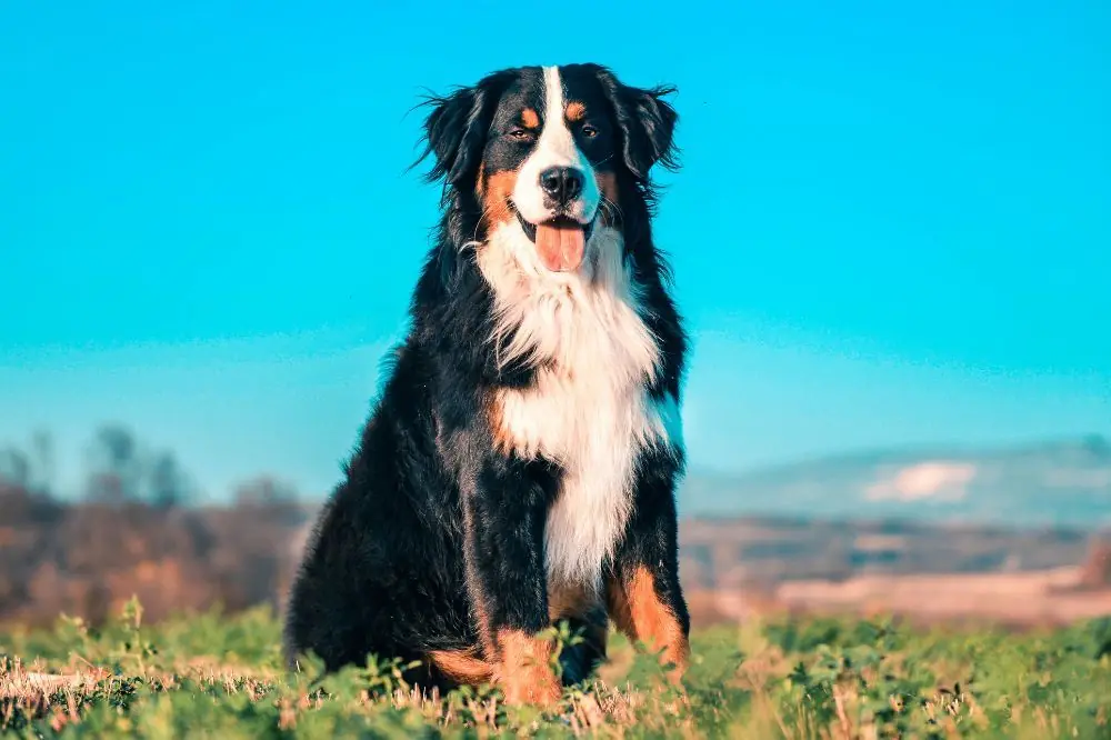 Mejor alimentación para el Boyero de Berna