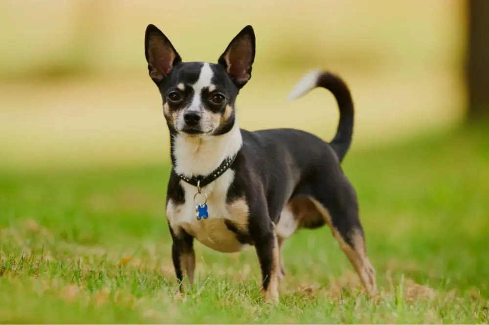 Mejor alimentación para el perro Chihuahua: guía de comida natural