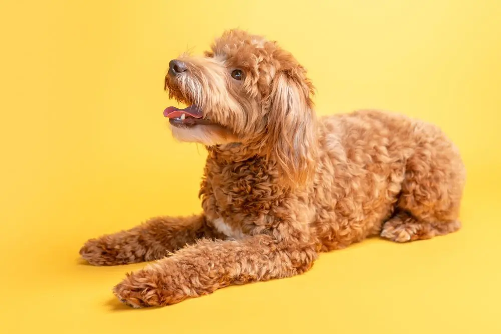 Mejor alimentación para el Goldendoodle: guía completa para una dieta saludable