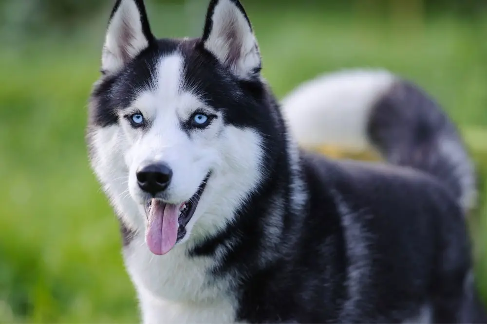 Mejor alimentación para el Husky