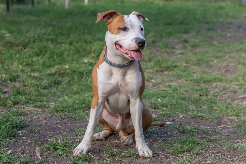 Mejor alimentación para el Pit Bull Terrier americano