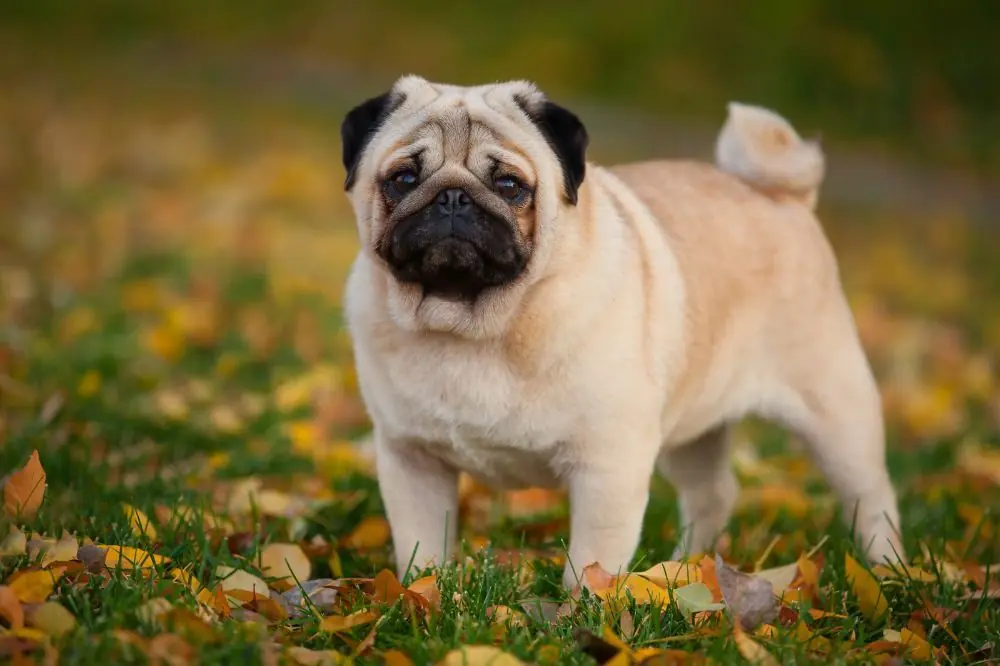 Migliore alimentazione per il Carlino