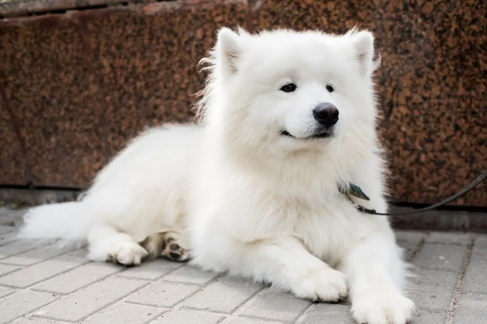 Mejor alimentación para el Samoyedo
