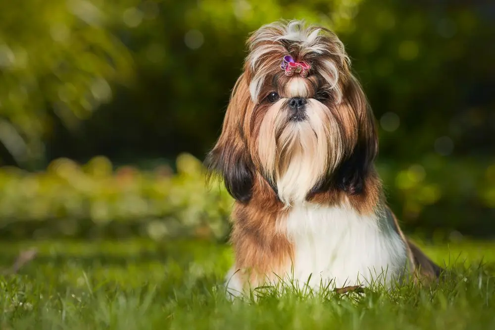 Mejor alimentación para el Shih Tzu: guía completa para una dieta saludable y natural