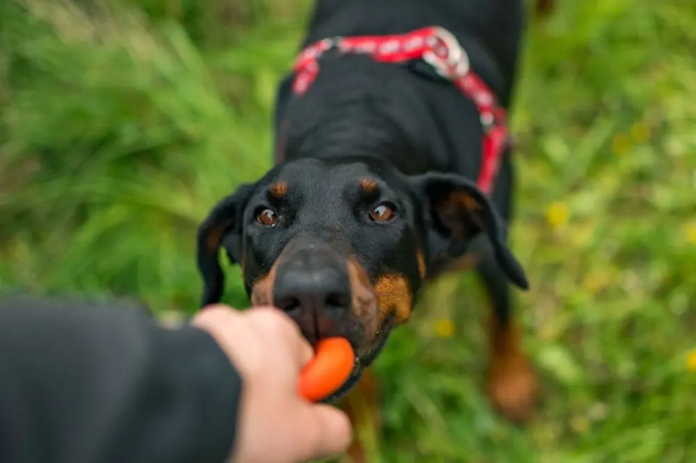 Necesidades alimenticias del Doberman