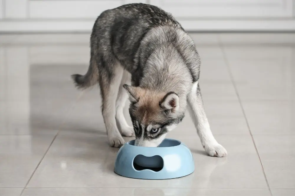 Necesidades alimenticias del Husky