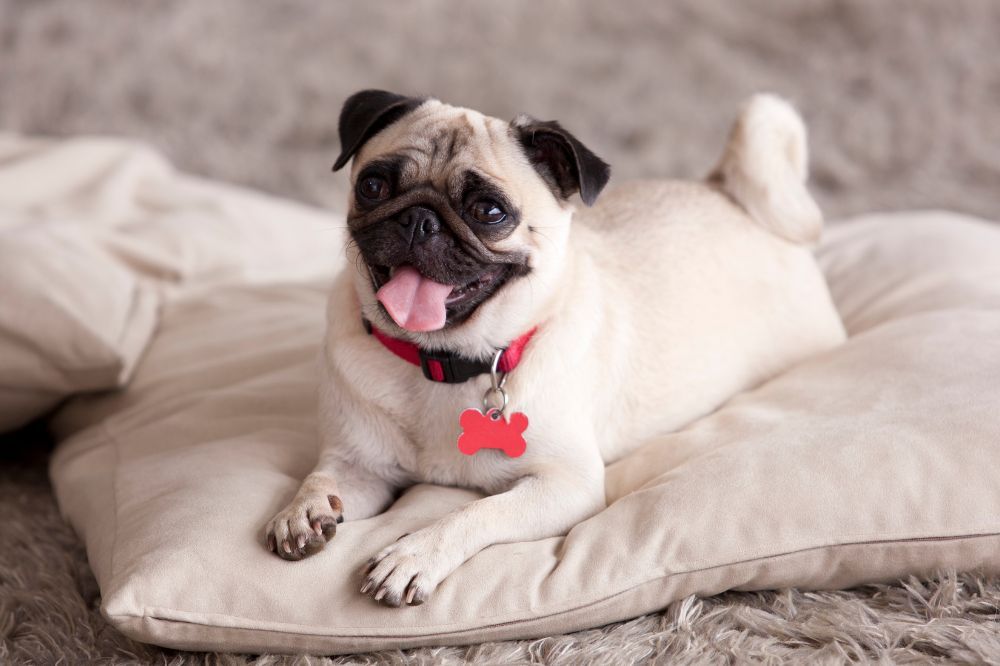 Necessità alimentari del Carlino