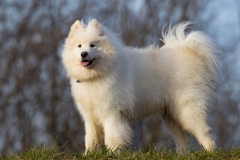 Necesidades alimenticias del Samoyedo