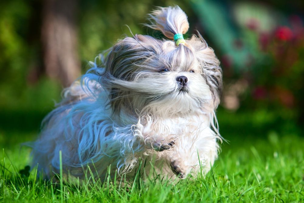 Necesidades alimenticias del Shih Tzu