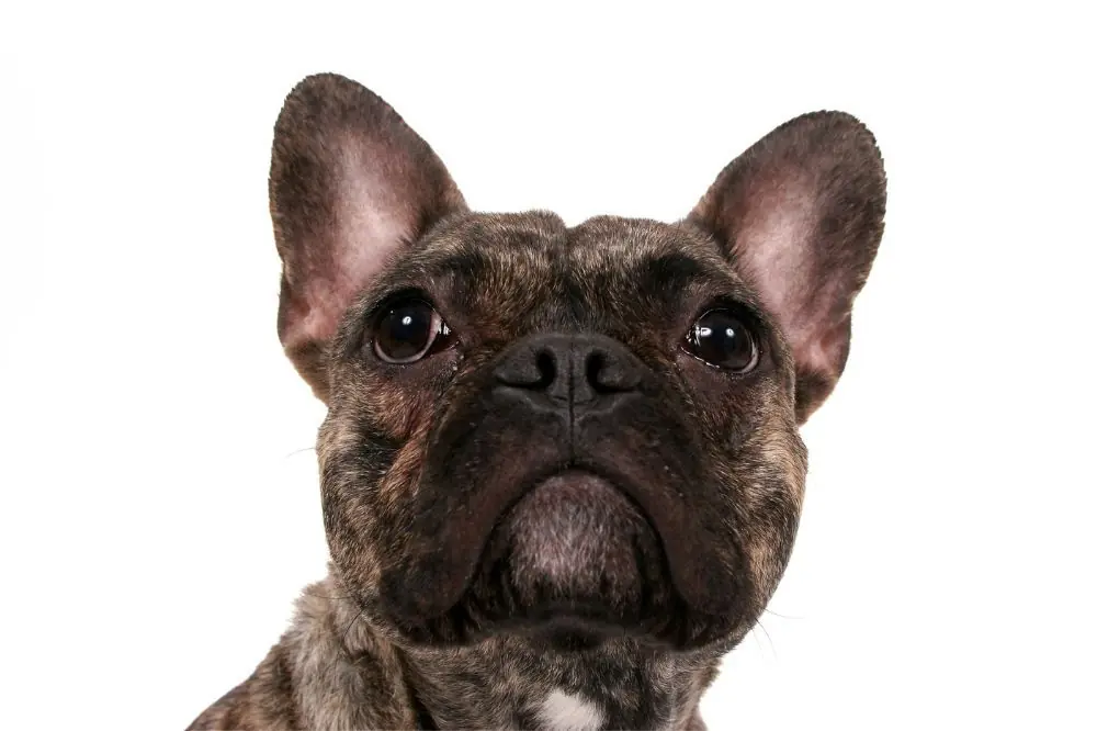 Origen e historia del Bulldog Frances Atigrado