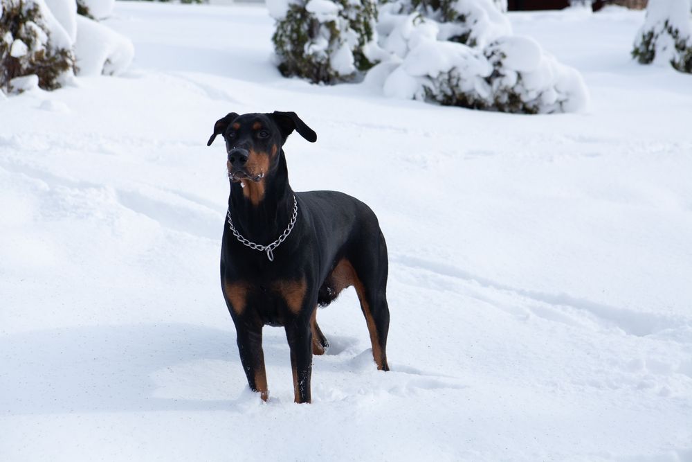Doberman explorando un paisaje nevado.
