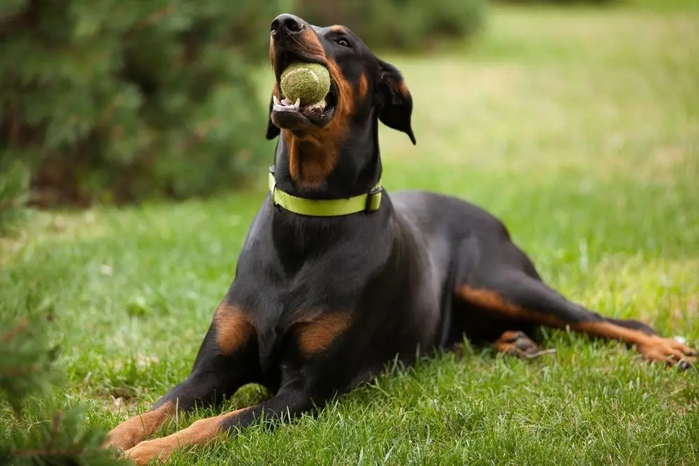 Doberman activo jugando con una pelota en el césped.