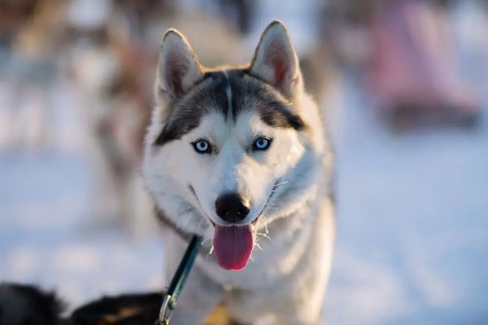 Husky paseando con correa.