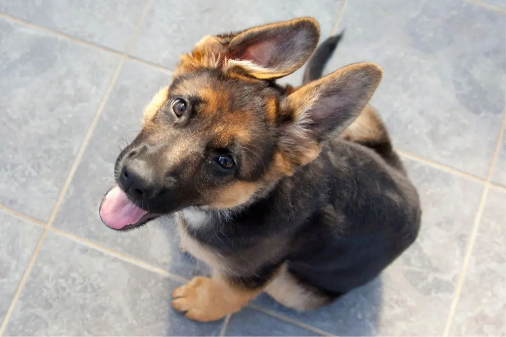 Personalidad del cachorro de Pastor Aleman