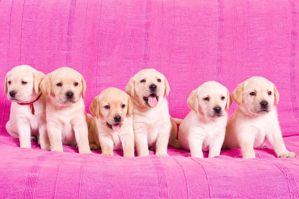 Preguntas Frecuentes sobre el cachorro de Labrador Retriever