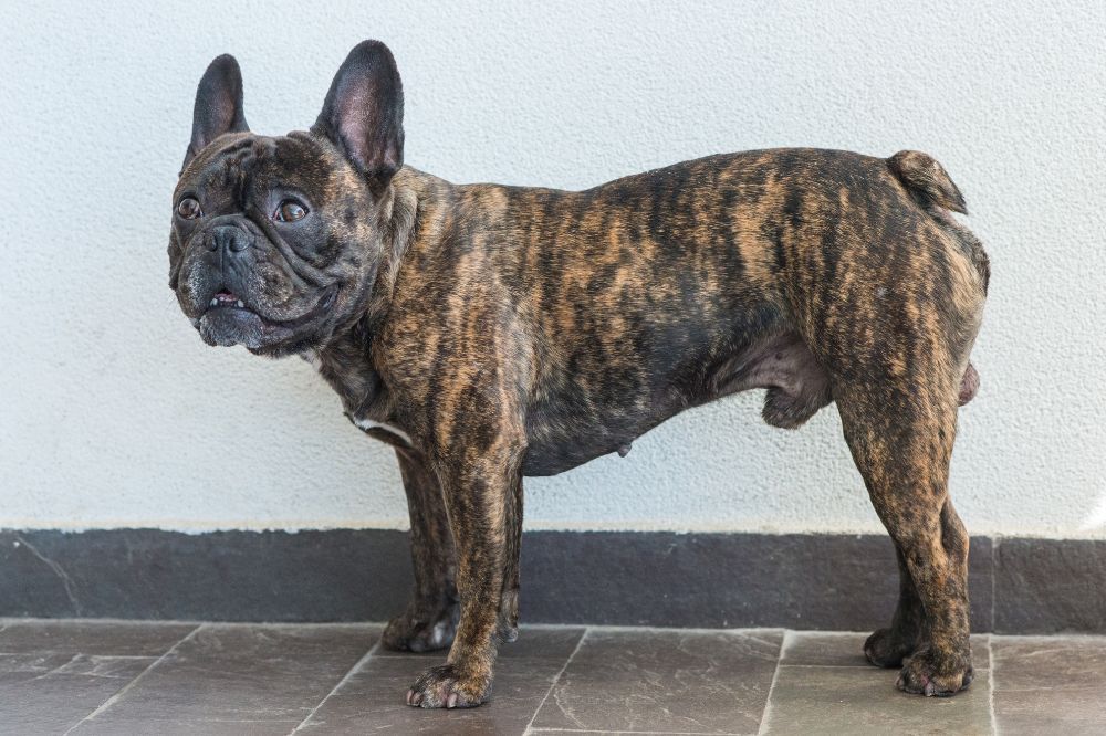 Preguntas frecuentes sobre el Bulldog Frances Atigrado